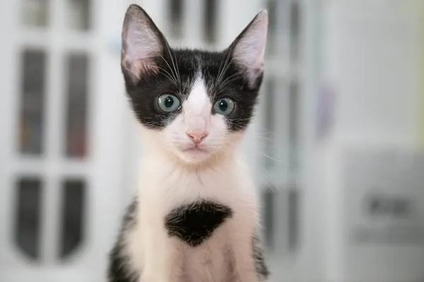 Gato raça SRD-ViraLata idade 2 a 6 meses nome Mooca 