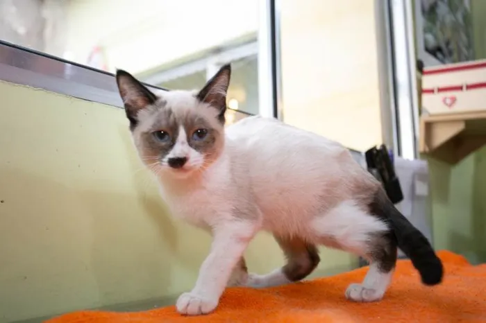 Gato ra a SRD-ViraLata idade 2 a 6 meses nome Marcelino 