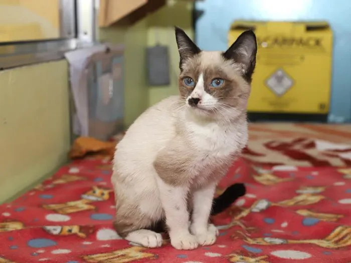 Gato ra a SRD-ViraLata idade 2 a 6 meses nome Marcelino 