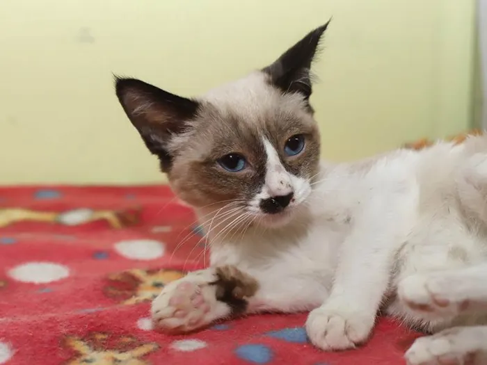 Gato ra a SRD-ViraLata idade 2 a 6 meses nome Marcelino 