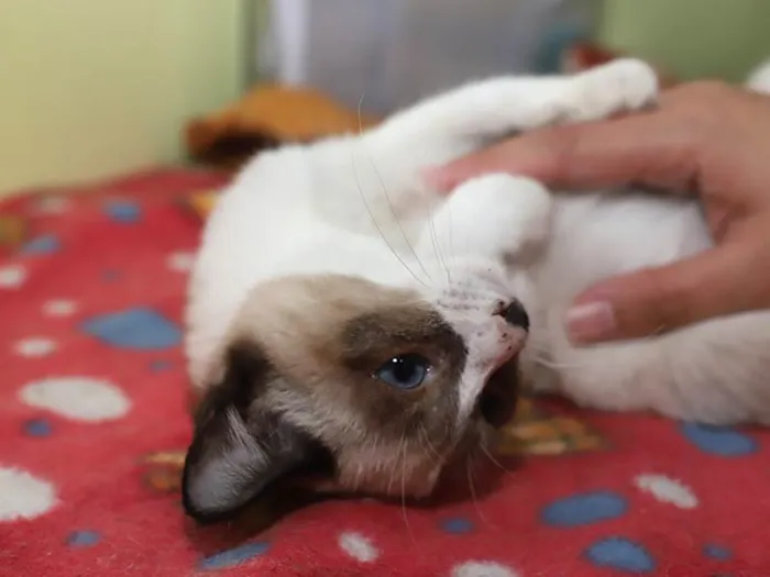 Gato ra a SRD-ViraLata idade 2 a 6 meses nome Marcelino 