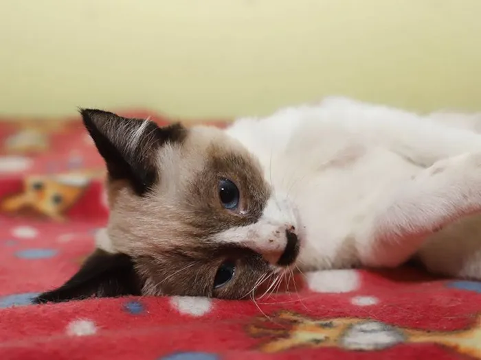Gato ra a SRD-ViraLata idade 2 a 6 meses nome Marcelino 
