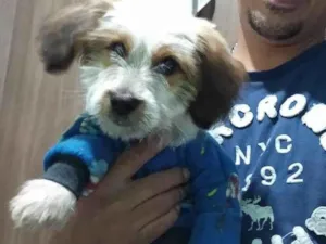 Cachorro raça Lhasa Apso idade 1 ano nome Fred