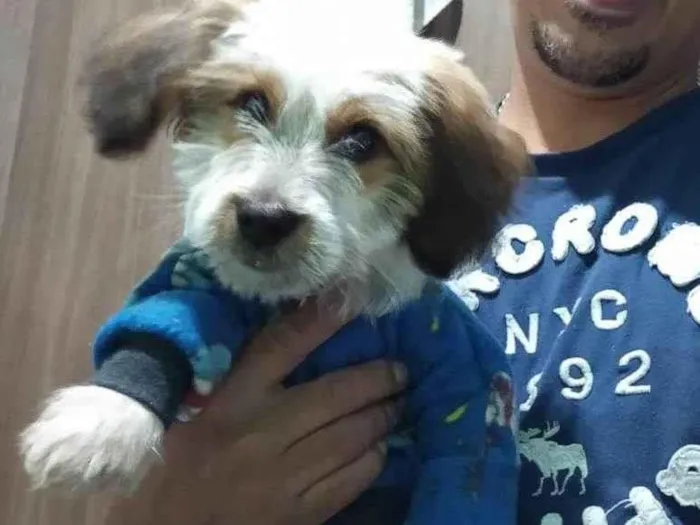 Cachorro ra a Lhasa Apso idade 1 ano nome Fred