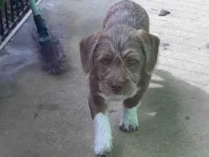 Cachorro raça Pit-Bull com lhasa idade Abaixo de 2 meses nome Mel
