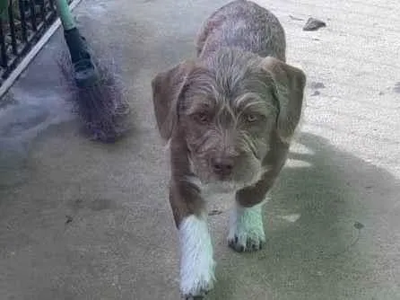 Cachorro ra a Pit-Bull com lhasa idade Abaixo de 2 meses nome Mel