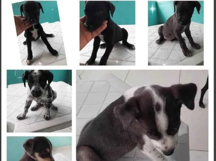 Cachorro ra a SRD-ViraLata idade Abaixo de 2 meses nome SRD - Femea