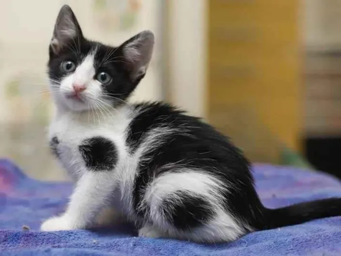 Gato raça SRD-ViraLata idade 2 a 6 meses nome Mooca 