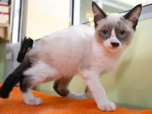 Gato raça SRD-ViraLata idade 2 a 6 meses nome Marcelino 