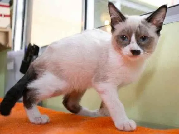 Gato ra a SRD-ViraLata idade 2 a 6 meses nome Marcelino 