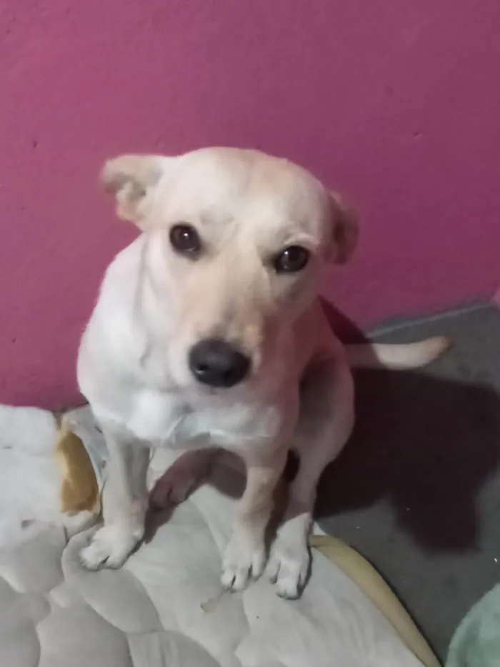 Cachorro ra a SRD-ViraLata idade 2 anos nome Clarinha