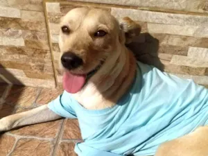 Cachorro raça SRD-ViraLata idade 2 anos nome Clarinha