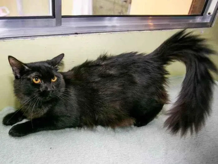 Gato raça SRD-ViraLata idade 2 a 6 meses nome Usagi 