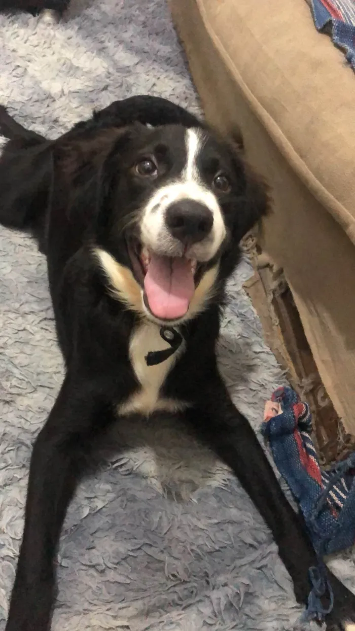 Cachorro ra a Border Collie idade 7 a 11 meses nome Ares