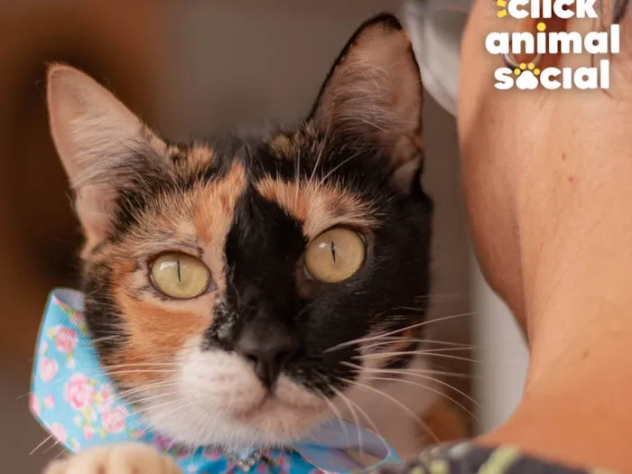 Gato ra a SRD-ViraLata idade 6 ou mais anos nome PANDORA