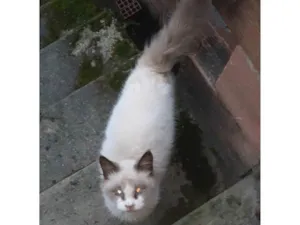 Gato raça SRD idade 7 a 11 meses nome Gato