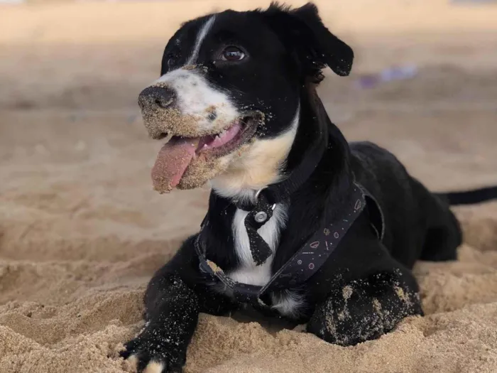 Cachorro ra a Border Collie idade 7 a 11 meses nome Ares