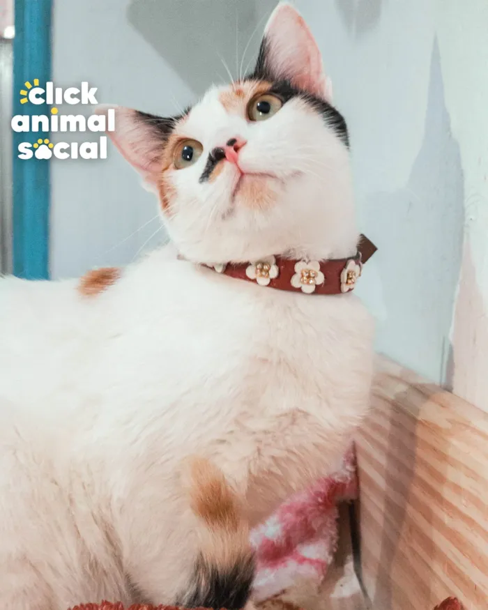 Gato ra a SRD-ViraLata idade 7 a 11 meses nome BARBIE
