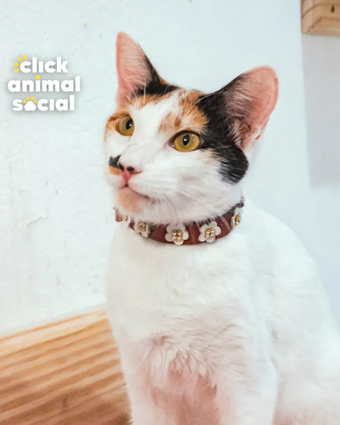 Gato ra a SRD-ViraLata idade 7 a 11 meses nome BARBIE