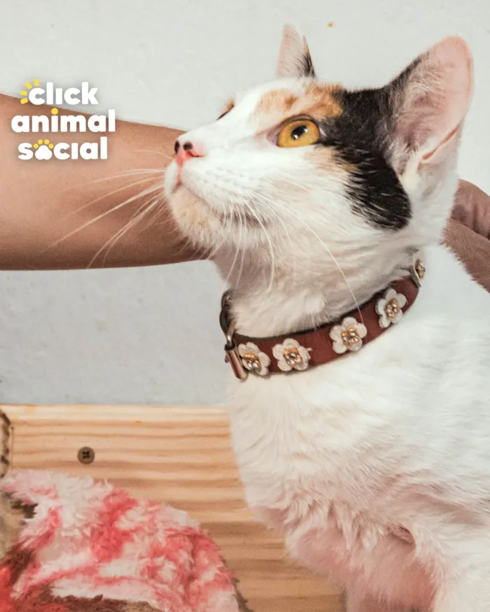 Gato ra a SRD-ViraLata idade 7 a 11 meses nome BARBIE