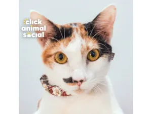 Gato raça SRD-ViraLata idade 7 a 11 meses nome BARBIE