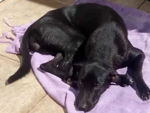 Cachorro raça SRD-ViraLata idade 1 ano nome Liz