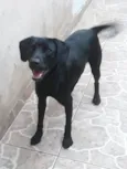 Henrique