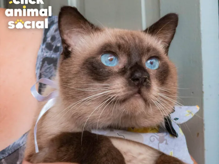 Gato ra a SRD-ViraLata idade 2 anos nome CONNOR