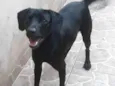 Henrique