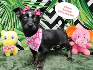 Cachorro raça SRD-ViraLata idade 2 a 6 meses nome Kika