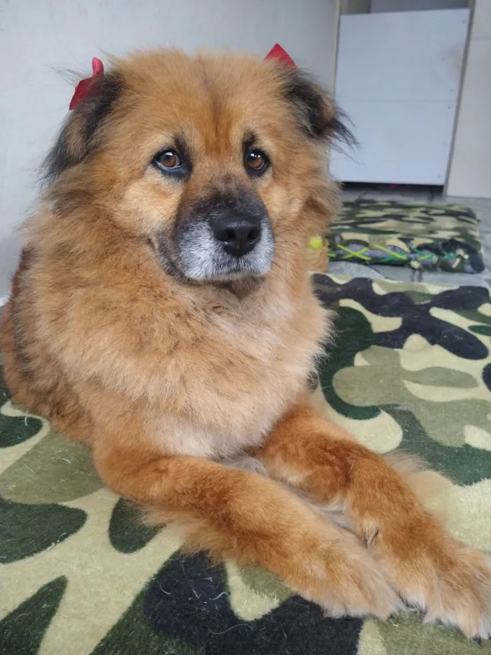 Cachorro raça Chow-chow com SRD idade 6 ou mais anos nome Meg