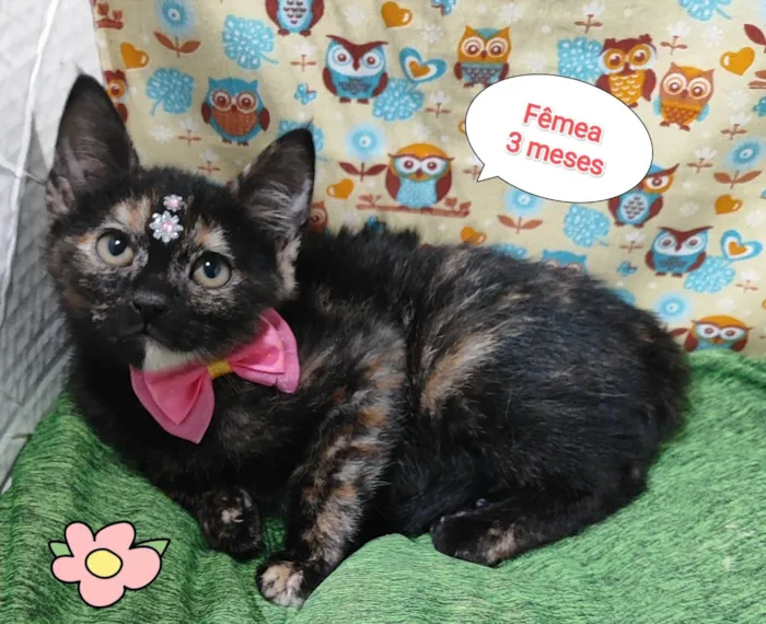 Gato raça SRD-ViraLata idade 2 a 6 meses nome Laurinha 