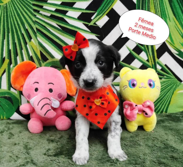 Cachorro raça SRD-ViraLata idade 2 a 6 meses nome Cruela