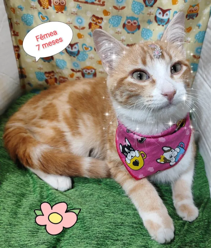 Gato raça SRD-ViraLata idade 2 a 6 meses nome Rita