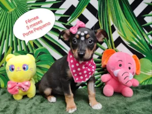 Cachorro raça SRD-ViraLata idade 2 a 6 meses nome Duda