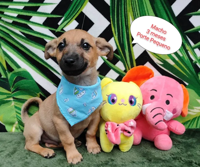 Cachorro raça SRD-ViraLata idade 2 a 6 meses nome Matheus 