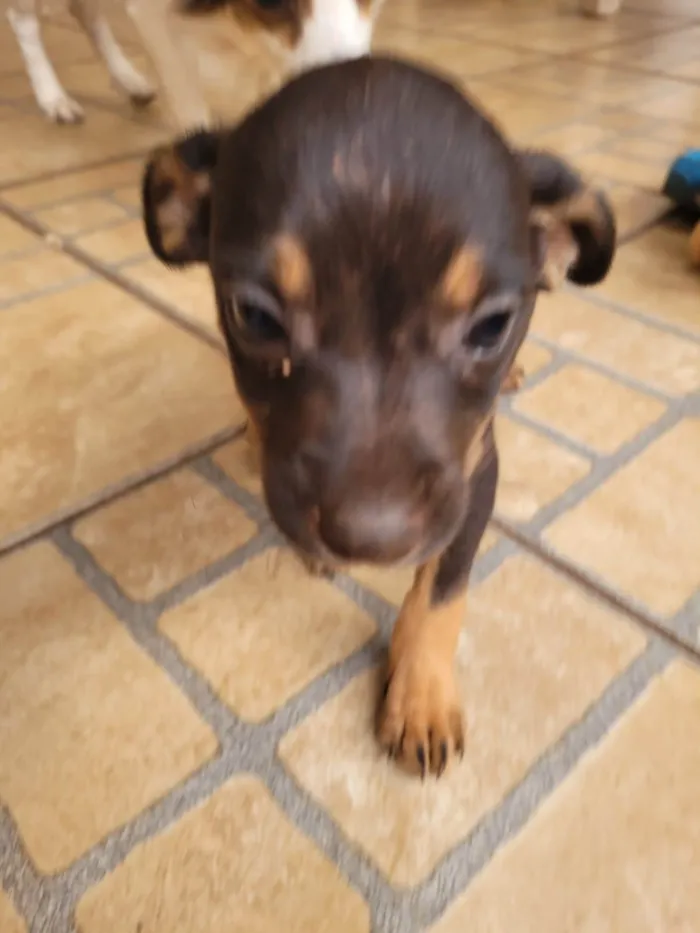 Cachorro ra a SRD-ViraLata idade 2 a 6 meses nome Sem nome