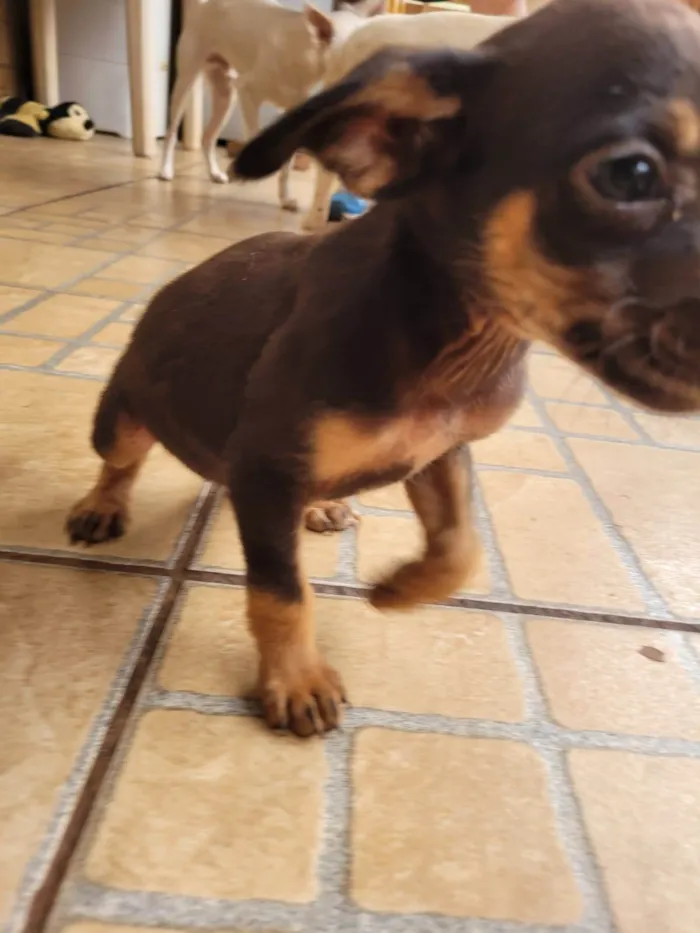 Cachorro ra a SRD-ViraLata idade 2 a 6 meses nome Sem nome