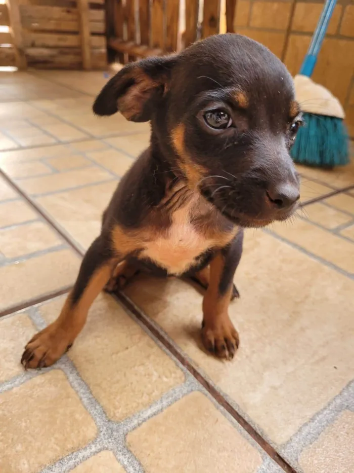 Cachorro ra a SRD-ViraLata idade 2 a 6 meses nome Sem nome