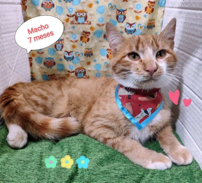 Gato raça SRD-ViraLata idade 2 a 6 meses nome Igor