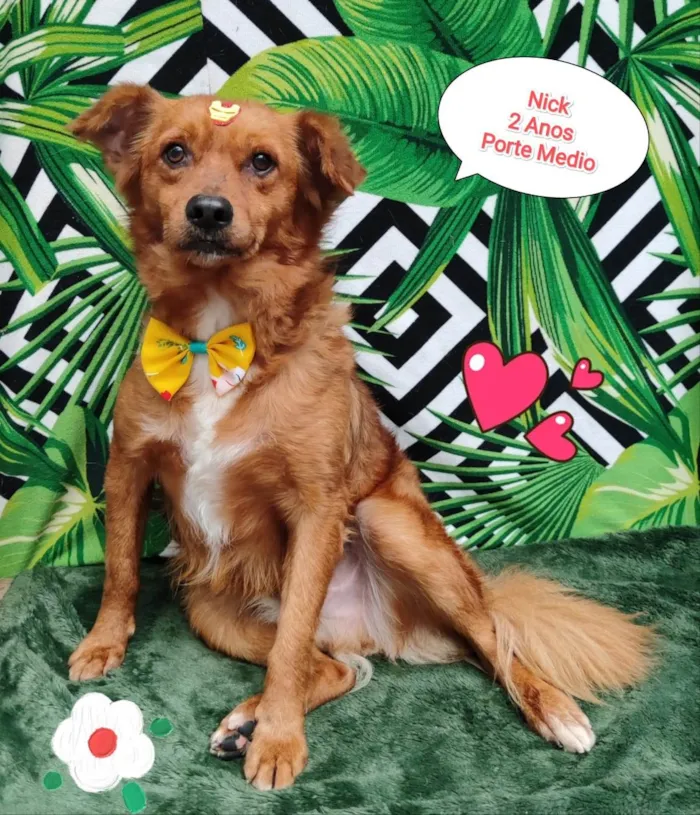 Cachorro raça SRD-ViraLata idade 2 anos nome Nick caramelo