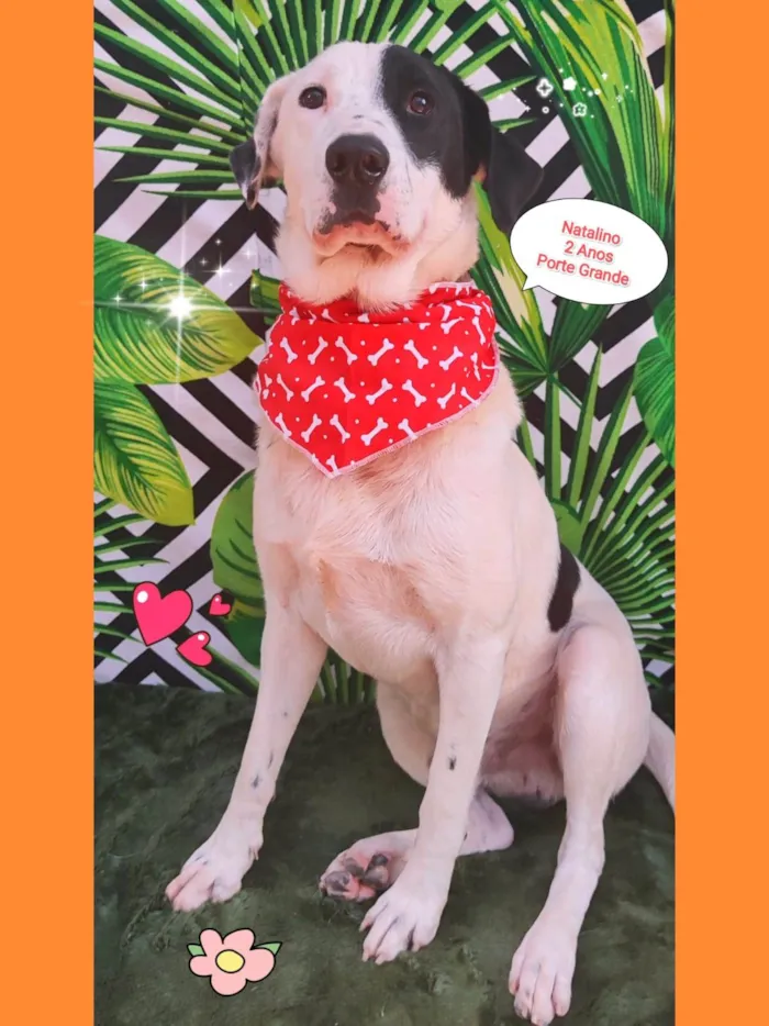 Cachorro raça SRD-ViraLata idade 2 anos nome Natalino 