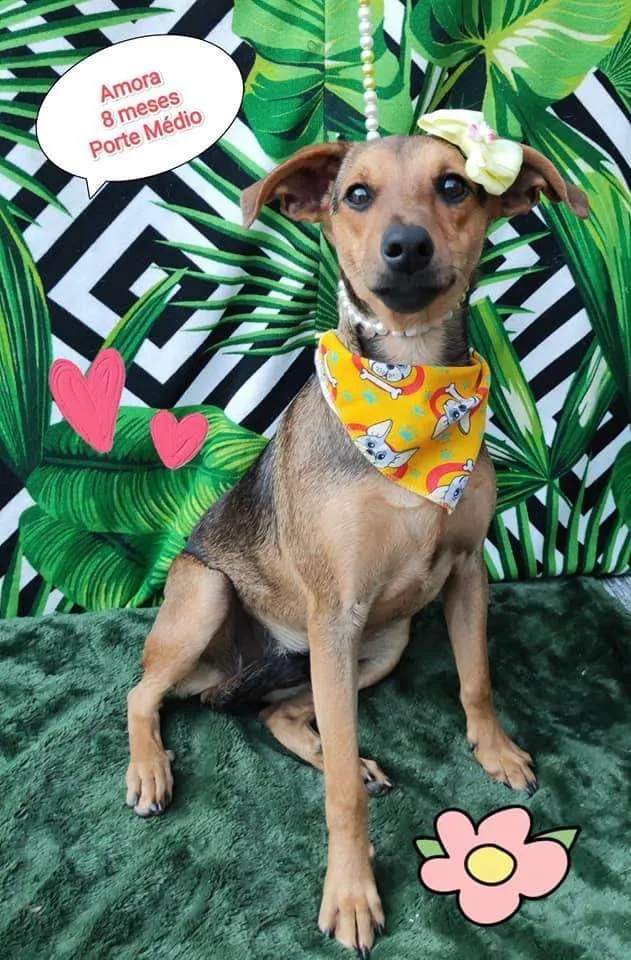 Cachorro raça Srd idade 7 a 11 meses nome Amora 