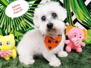 Cachorro raça SRD-ViraLata idade 6 ou mais anos nome Bolinha 