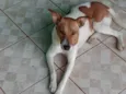 Amarelinho