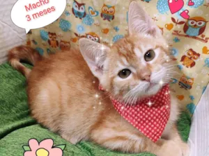 Gato raça SRD-ViraLata idade 2 a 6 meses nome Nick