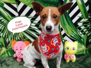 Cachorro raça SRD-ViraLata idade 2 anos nome Pingo