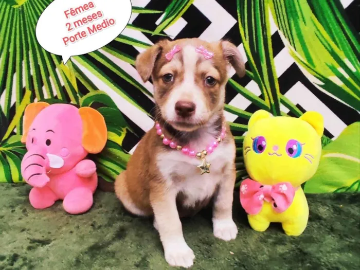 Cachorro raça SRD-ViraLata idade 2 a 6 meses nome Luisa