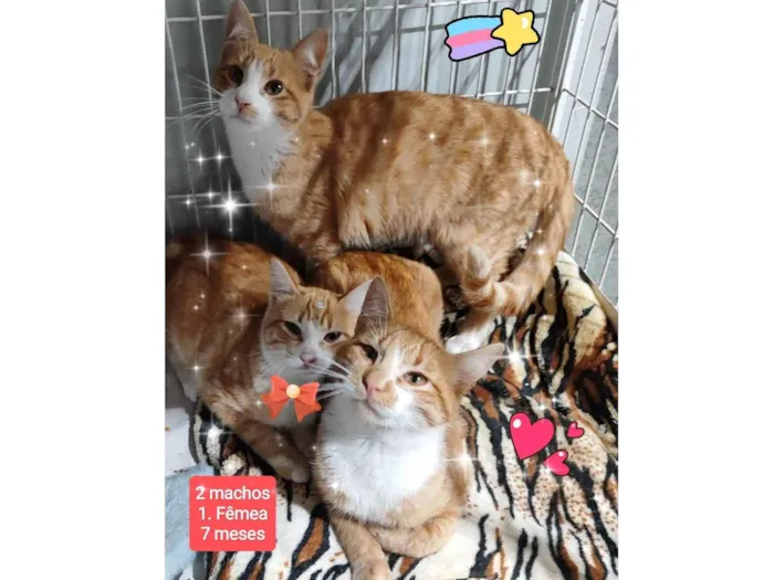 Gato raça SRD-ViraLata idade 2 a 6 meses nome Gatos 