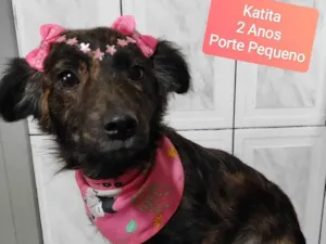 Cachorro raça SRD-ViraLata idade 2 anos nome Katita